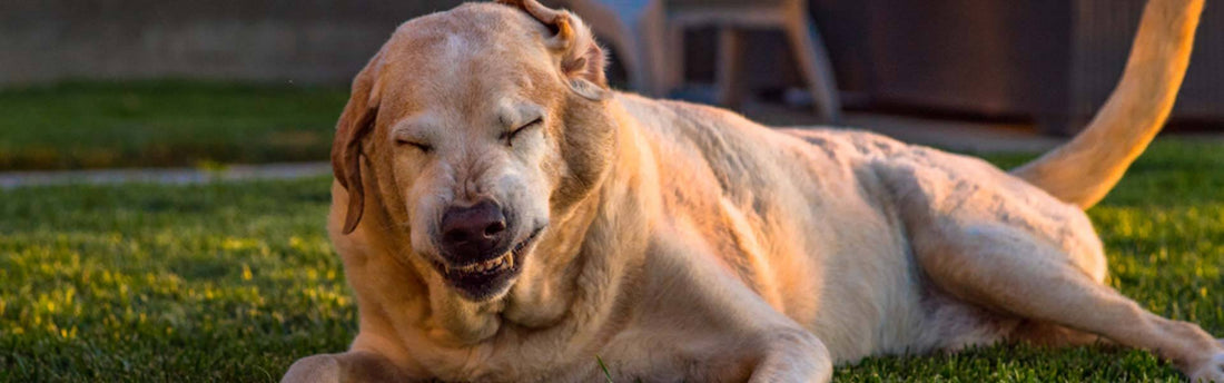 Kan een hond verkouden zijn?