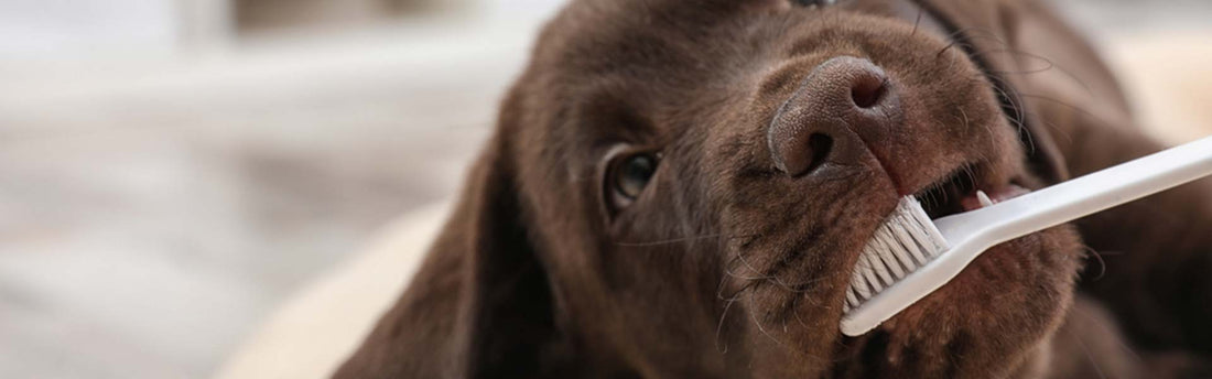 Hoe poets je de tanden van je hond?