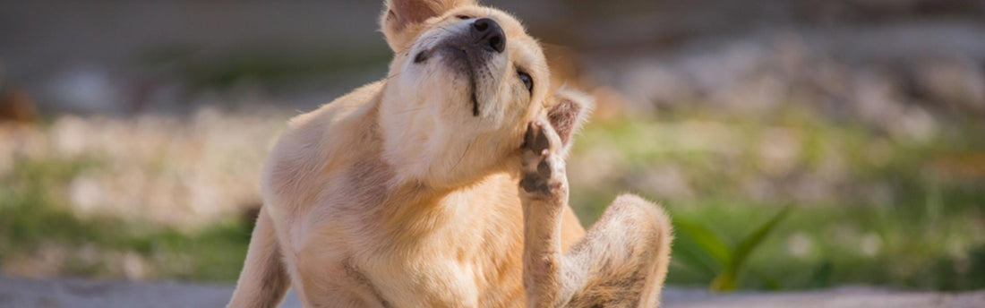 Op natuurlijke wijze vlooien bij honden bestrijden