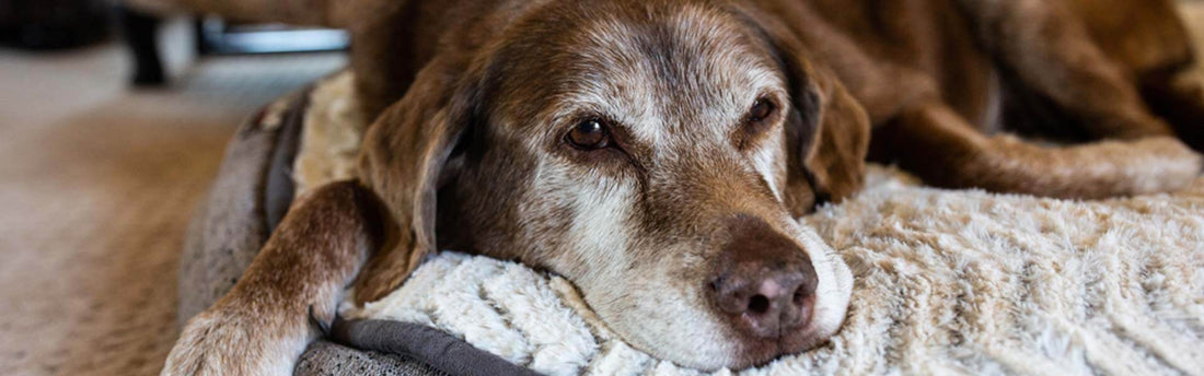 7 veelvoorkomende oorzaken van kale plekken bij honden.