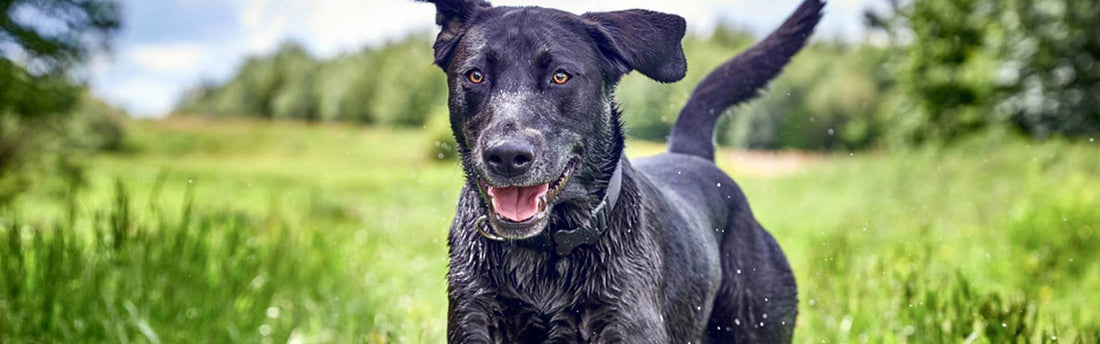 Artrose bij honden, wat kun je eraan doen?