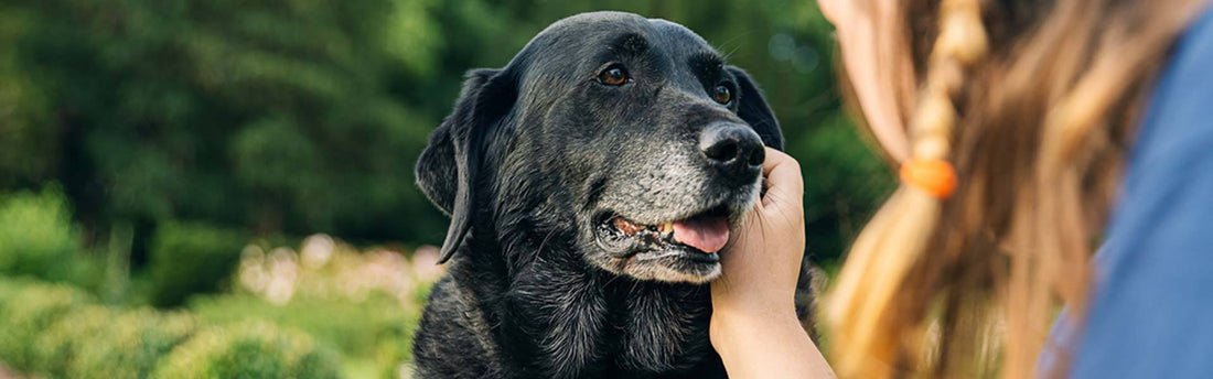 De tekenen van een ouder wordende hond