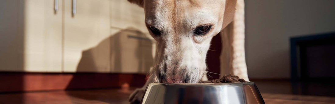 Wat mogen honden wel en niet eten?