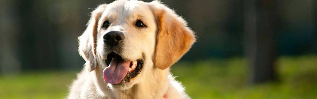 6 tips voor een glanzende hondenvacht