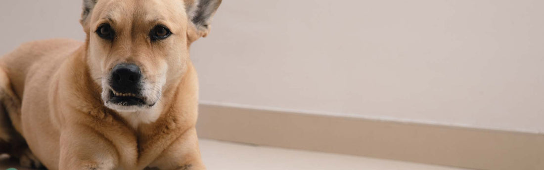 Hersenwerk voor honden, hoe jouw hond mentaal fit blijft.