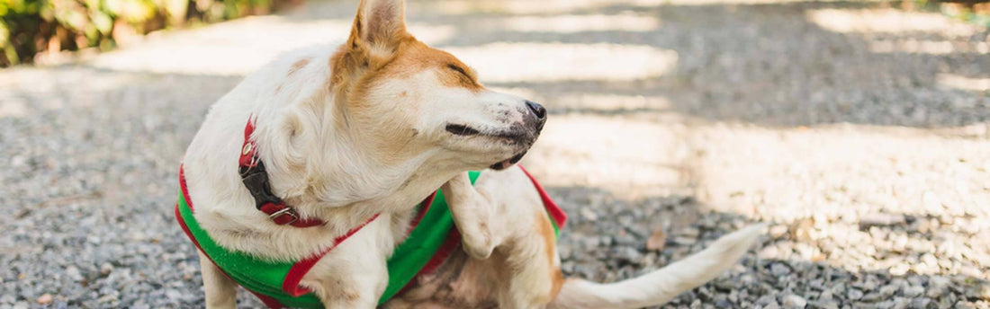 De 4 soorten allergieën bij honden