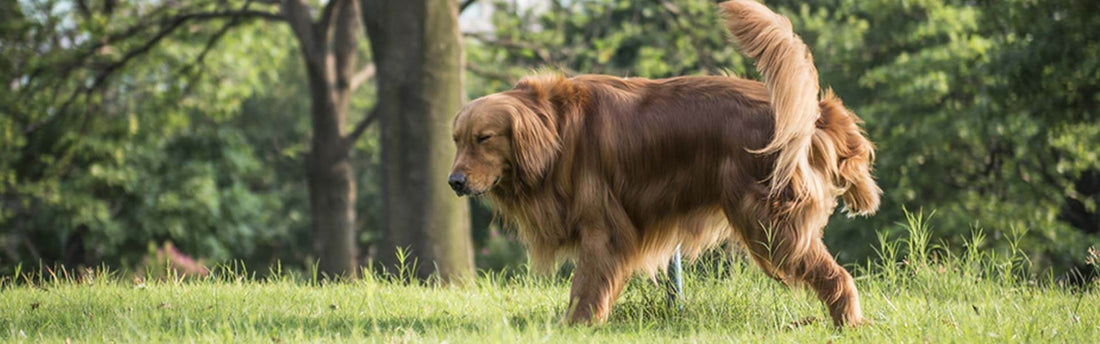 Blaasontsteking bij honden, wat kun je er aan doen?