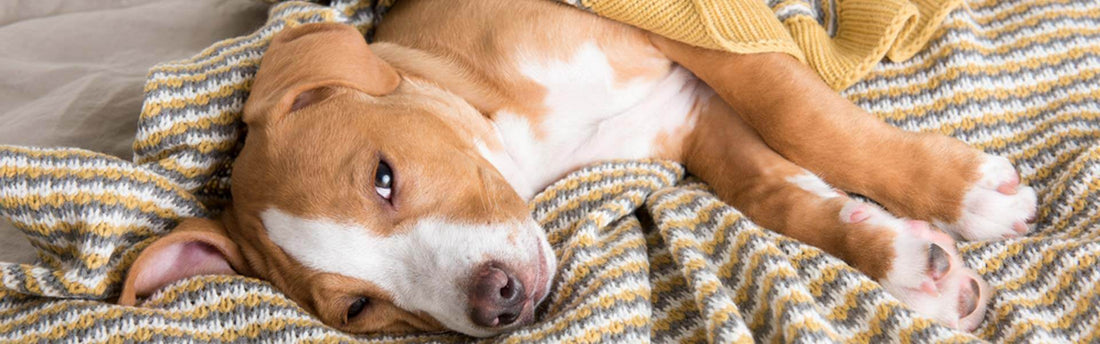Wat te doen als je hond vaak ziek is?