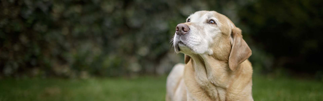 Veelvoorkomende ouderdomskwaaltjes bij honden