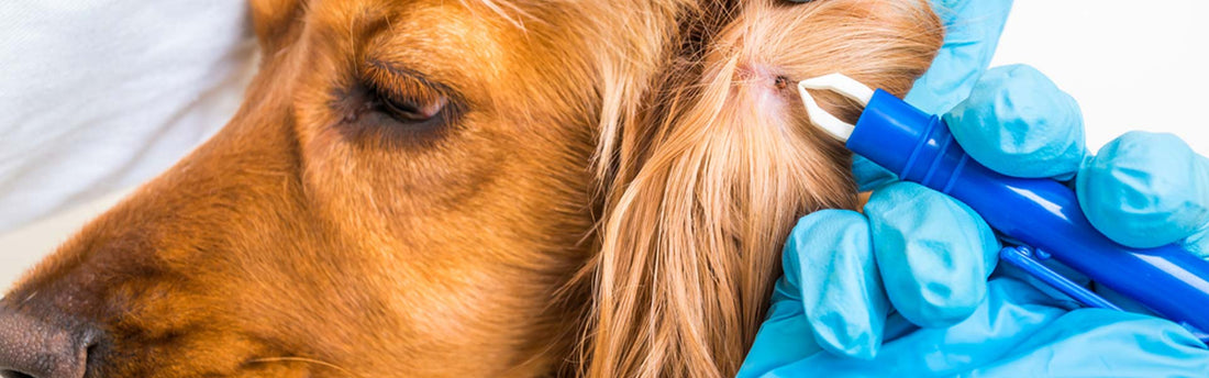 Wat te doen als een teek verwijderen bij een hond mislukt?