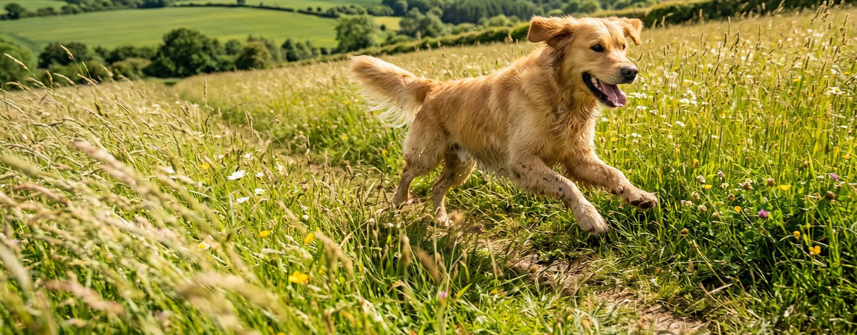 Honden
