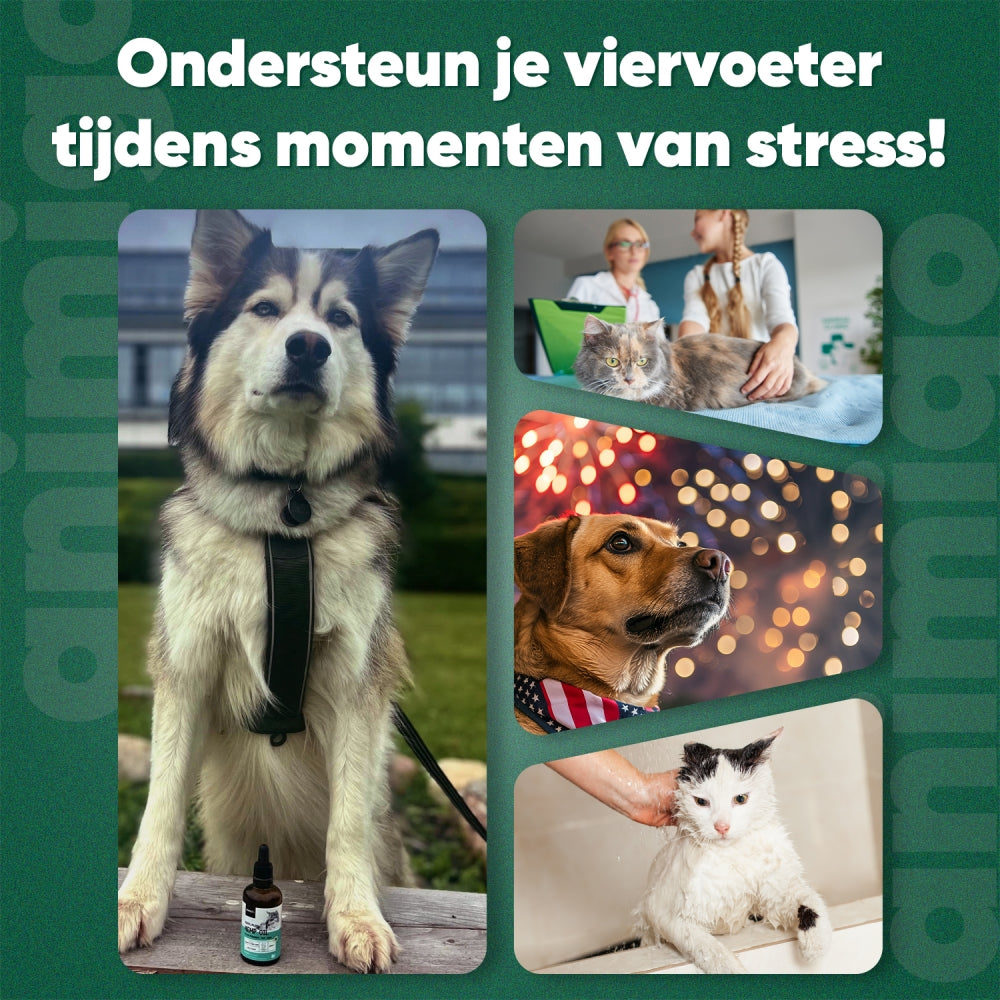 animigo-uk-hemp-oil-60ml-4