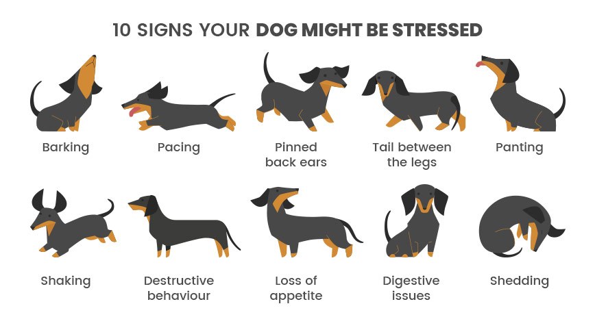 Meest voorkomende signalen van acute stress bij honden