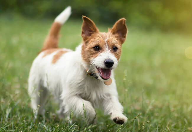 Honden Accessoires