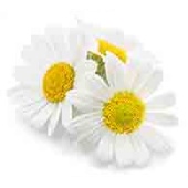 chamomile-flower-450690892