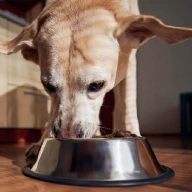 Wat Mogen Honden Wel En Niet Eten? | Animigo