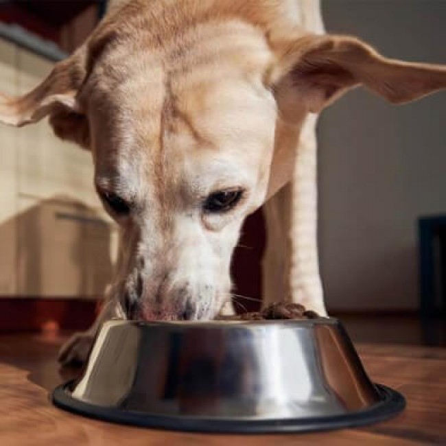 Wat mogen honden wel en niet eten? | Animigo Wat Mogen Honden Wel En Niet Eten? | Animigo