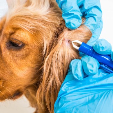 Tutor Uitwisseling de studie Veilig teken verwijderen bij honden | Animigo