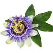 Passion-Flower-1014527698