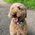 Foto van hond met anti blafband van Animigo