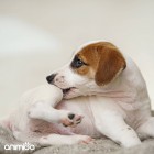 Hond met jeuk dat verlicht kan worden door Animigo Anti Jeuk druppels