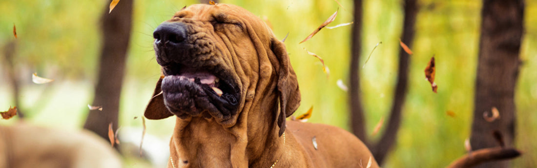 Allergietest voor honden