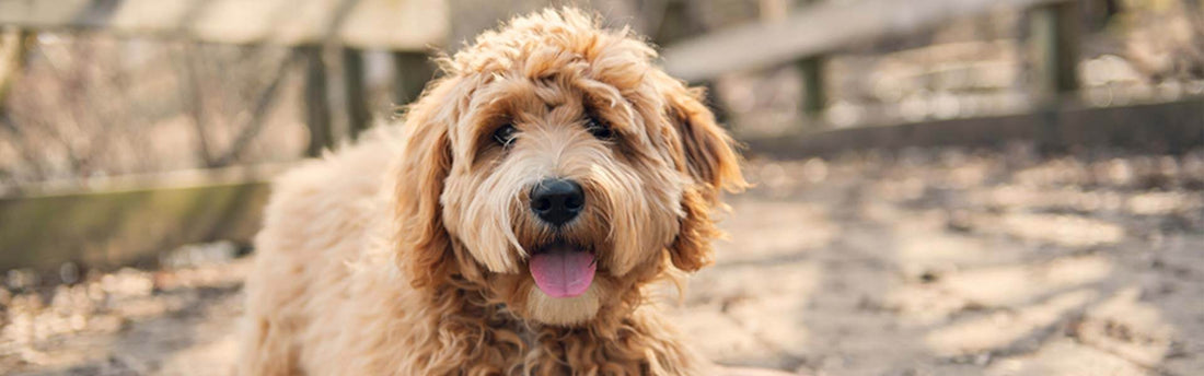 Vachtverzorging bij een Labradoodle