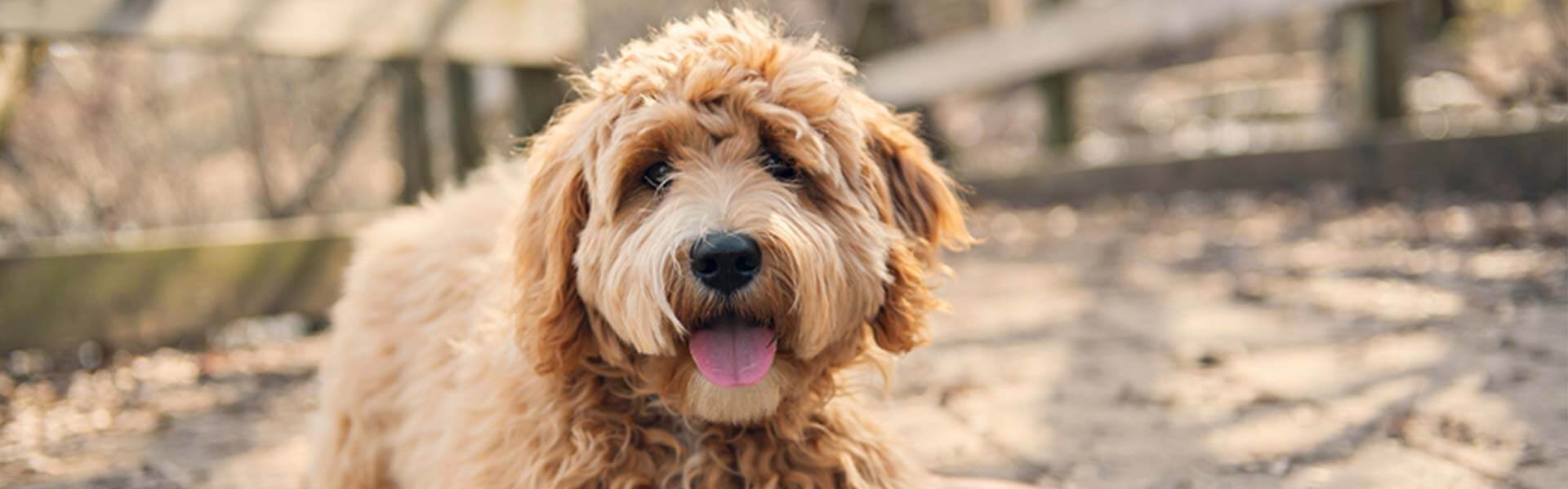 Vachtverzorging bij een Labradoodle