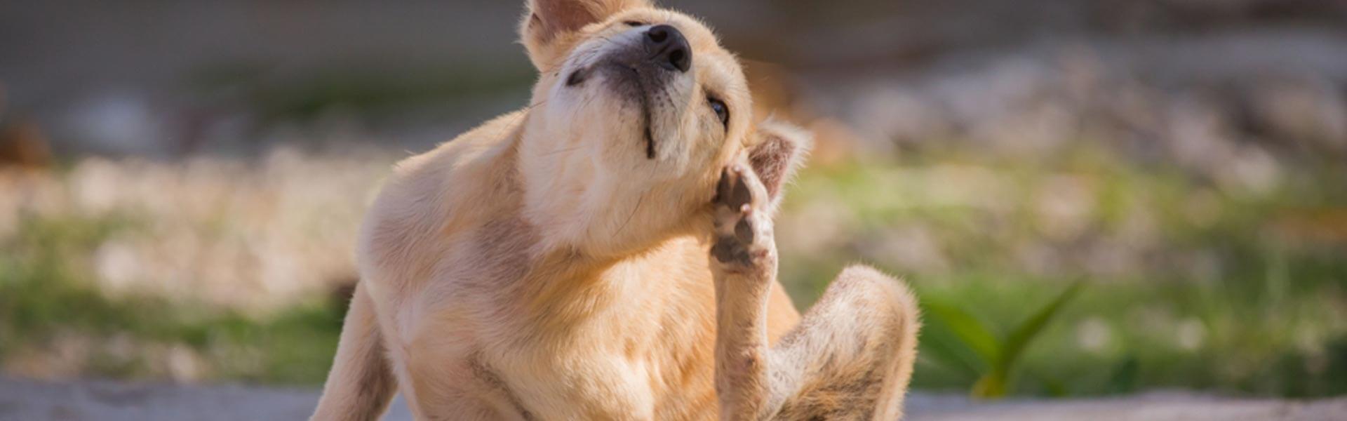 Veelvoorkomende oorzaken van jeuk bij honden