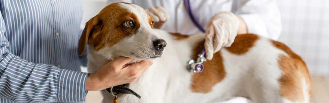 6 Soorten leverproblemen bij honden