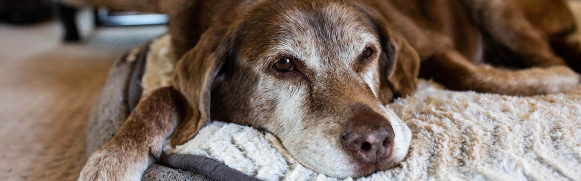 Dementie bij honden, hoe herken je het?