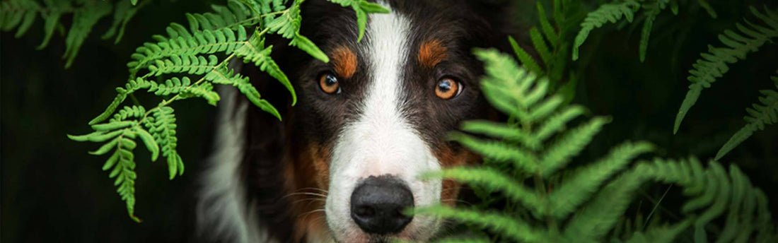 Welke planten zijn giftig voor honden?