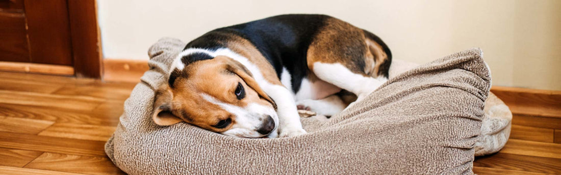 Nierproblemen bij honden