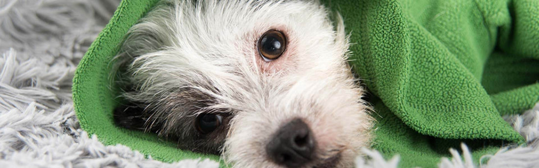 6 tips om de weerstand van jouw hond te verhogen