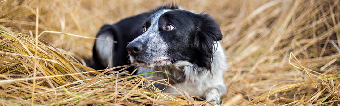 Een bange hond kalmeren