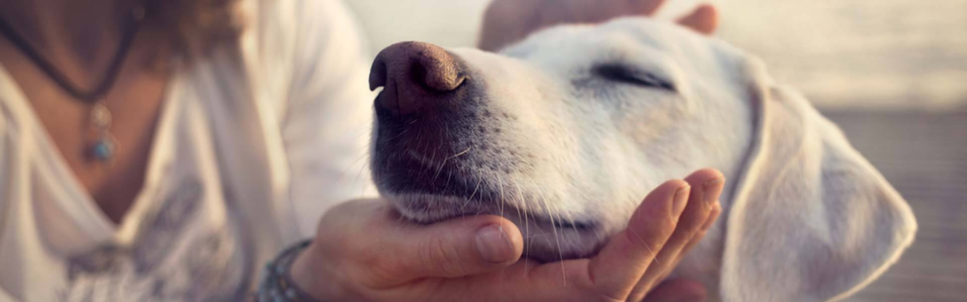Mijn hond stinkt uit zijn bek, wat nu?