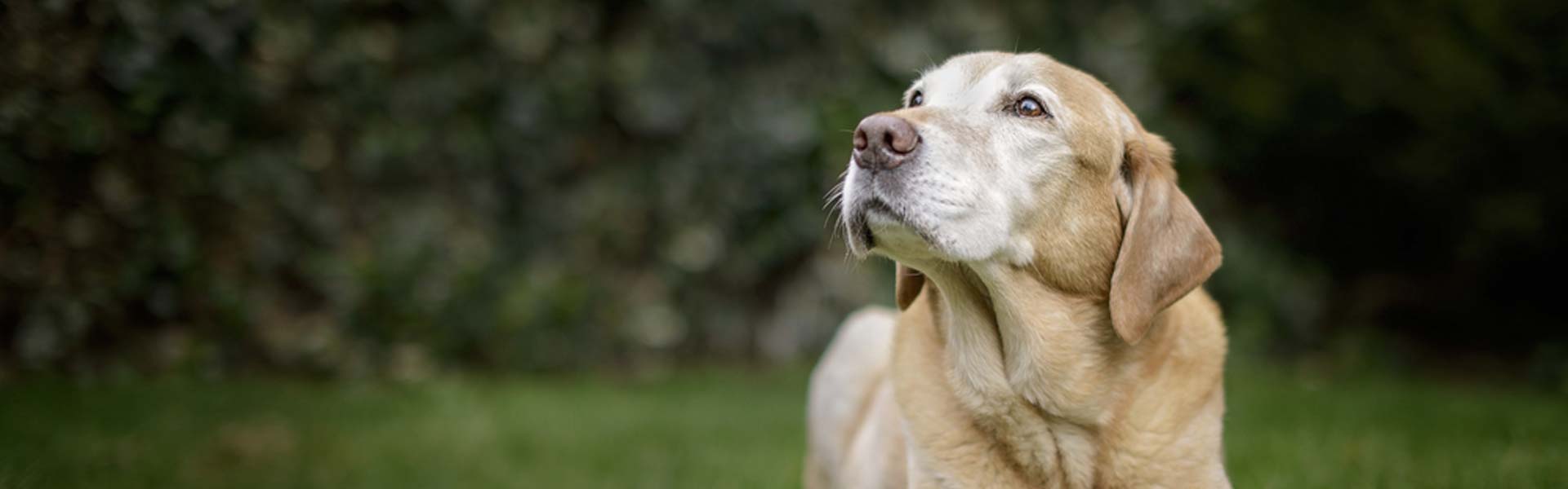 Veelvoorkomende ouderdomskwaaltjes bij honden