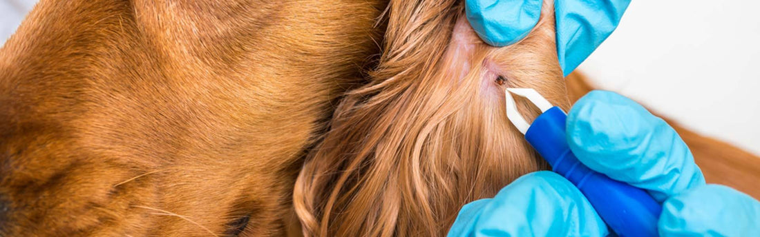 Hoe herken ik vlooien bij mijn hond?