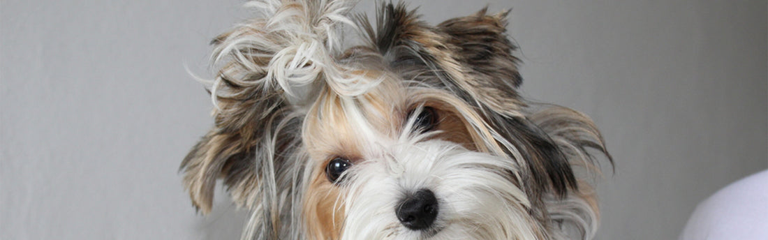 Hoe verzorg je het gezicht van je hond