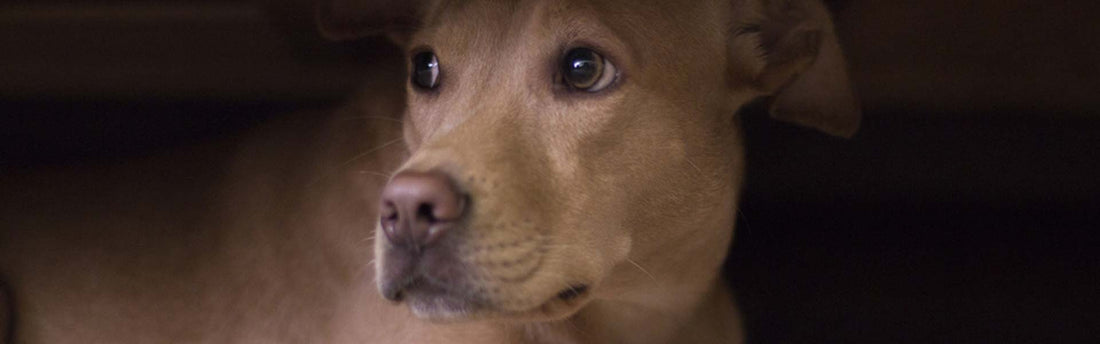 Hoe herken je een angstige hond?