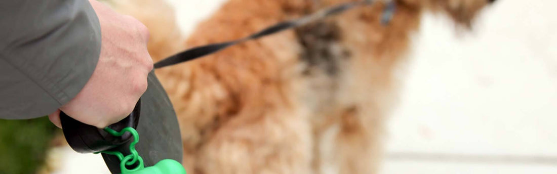4 oorzaken en oplossingen bij chronische diarree bij honden
