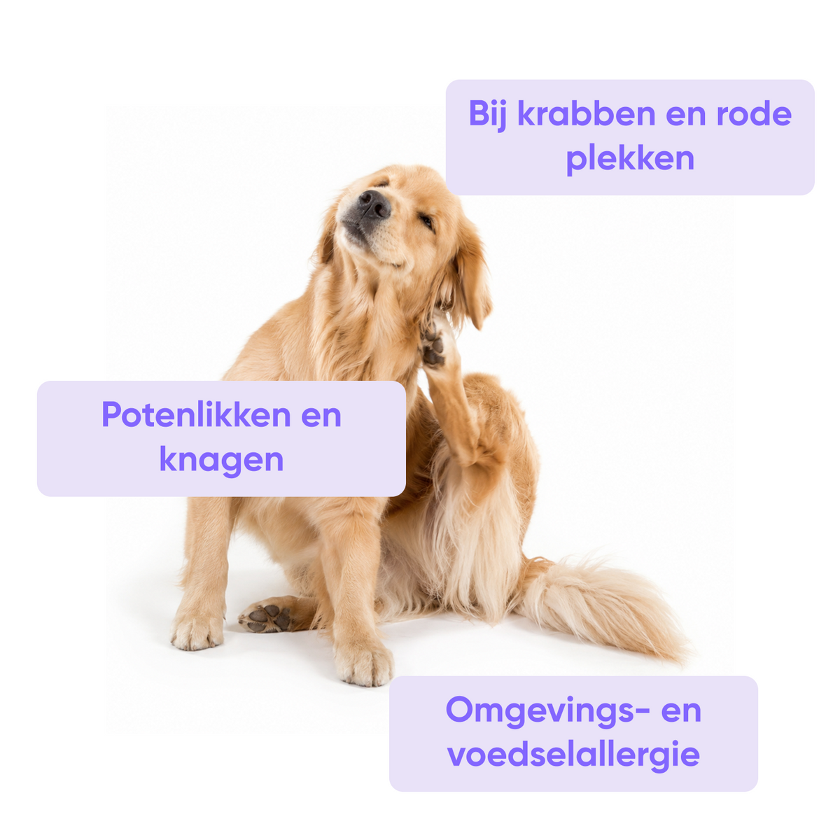 Anti allergie voor honden
