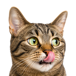 Katten