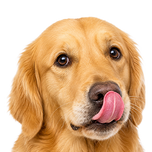 Honden