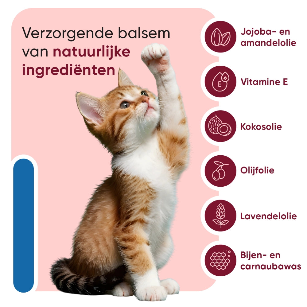 pets-paw-and-nose-for-cats-3